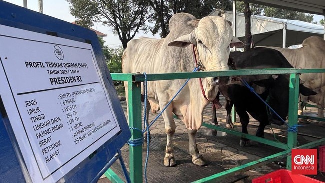 Prabowo Kurban 1.098 Sapi Pakai APBN, Begini Penjelasan MUI