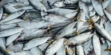 Blue Food Perkuat Ketahanan Pangan Indonesia