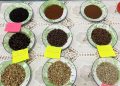 Peneliti Kenalkan Kopi Liberika untuk Model UMKM Hijau