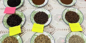 Peneliti Kenalkan Kopi Liberika untuk Model UMKM Hijau