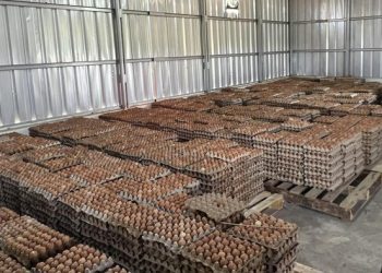 Kisah Yusuf, Napi di Lapas Ciangir yang Raup Rp 800 Ribu Sebulan dari Beternak Ayam
