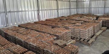 Kisah Yusuf, Napi di Lapas Ciangir yang Raup Rp 800 Ribu Sebulan dari Beternak Ayam