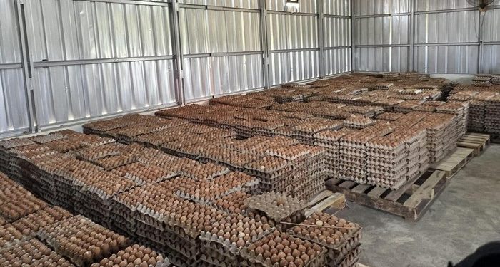 Kisah Yusuf, Napi di Lapas Ciangir yang Raup Rp 800 Ribu Sebulan dari Beternak Ayam
