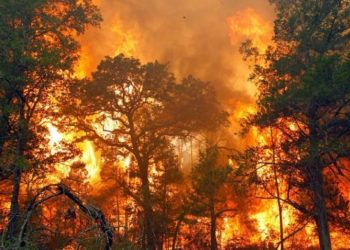 35 Pesawat Asing Siap Bantu Penanganan Karhutla