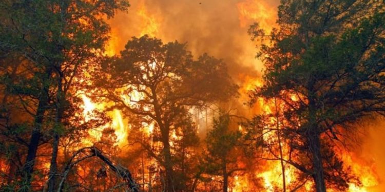 35 Pesawat Asing Siap Bantu Penanganan Karhutla