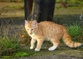Hari Kucing Sedunia, Bahaya Obesitas pada Anabul