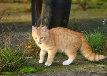 Hari Kucing Sedunia, Bahaya Obesitas pada Anabul