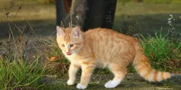 Hari Kucing Sedunia, Bahaya Obesitas pada Anabul