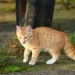 Hari Kucing Sedunia, Bahaya Obesitas pada Anabul