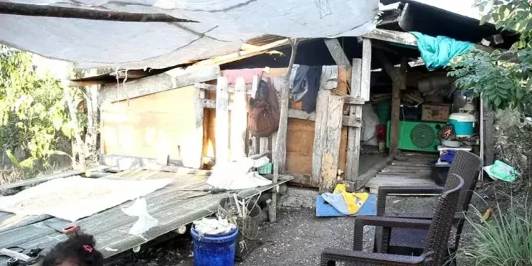 Rumah Hancur Diguncang Gempa, Satu Keluarga di NTT Tinggal di Kandang Babi