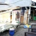 Rumah Hancur Diguncang Gempa, Satu Keluarga di NTT Tinggal di Kandang Babi