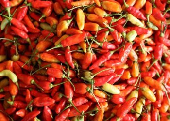 Harga Cabai Rawit Makin Pedas, Tembus Rp 90.050/Kg
