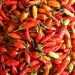Harga Cabai Rawit Makin Pedas, Tembus Rp 90.050/Kg