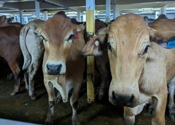 RI Impor 92,7 Ribu Ton Sapi Hidup dari Australia, Nilainya Rp 5,85 Triliun