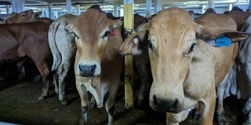 RI Impor 92,7 Ribu Ton Sapi Hidup dari Australia, Nilainya Rp 5,85 Triliun