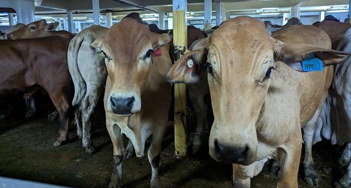 RI Impor 92,7 Ribu Ton Sapi Hidup dari Australia, Nilainya Rp 5,85 Triliun