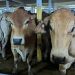 RI Impor 92,7 Ribu Ton Sapi Hidup dari Australia, Nilainya Rp 5,85 Triliun