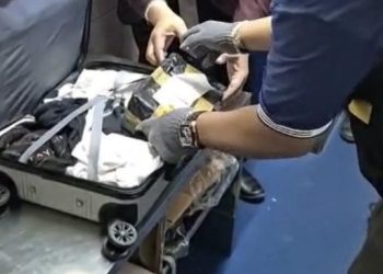 Penumpang Tujuan Makassar Ketahuan Bawa Anak Kera Hidup di Dalam Koper
