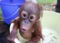 Relawan Selamatkan 100 Orangutan dari Kebakaran Hutan