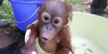 Relawan Selamatkan 100 Orangutan dari Kebakaran Hutan