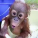 Relawan Selamatkan 100 Orangutan dari Kebakaran Hutan